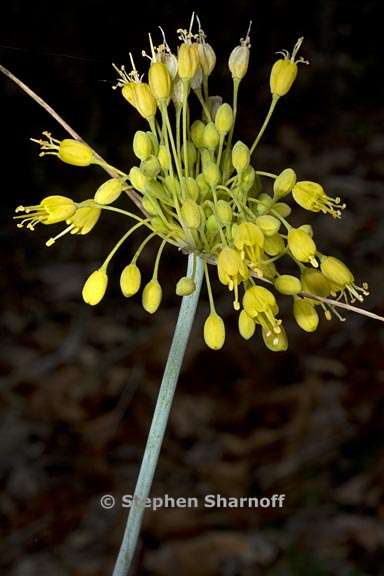 allium flavum 1 graphic